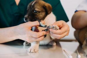 vérifier la respiration. vétérinaire masculin en uniforme de travail écoutant le souffle d'un petit chien avec un phonendoscope dans une clinique vétérinaire. concept de soins pour animaux de compagnie photo