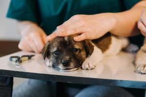 vérifier la respiration. vétérinaire masculin en uniforme de travail écoutant le souffle d'un petit chien avec un phonendoscope dans une clinique vétérinaire. concept de soins pour animaux de compagnie photo