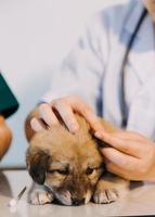 vérifier la respiration. vétérinaire masculin en uniforme de travail écoutant le souffle d'un petit chien avec un phonendoscope dans une clinique vétérinaire. concept de soins pour animaux de compagnie photo