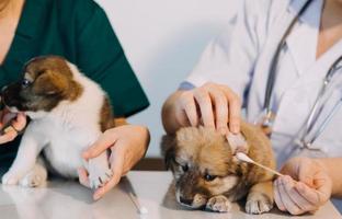 vérifier la respiration. vétérinaire masculin en uniforme de travail écoutant le souffle d'un petit chien avec un phonendoscope dans une clinique vétérinaire. concept de soins pour animaux de compagnie photo