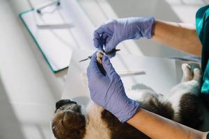 vérifier la respiration. vétérinaire masculin en uniforme de travail écoutant le souffle d'un petit chien avec un phonendoscope dans une clinique vétérinaire. concept de soins pour animaux de compagnie photo