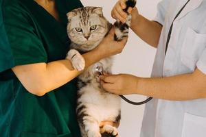 vérifier la respiration. vétérinaire masculin en uniforme de travail écoutant le souffle d'un petit chien avec un phonendoscope dans une clinique vétérinaire. concept de soins pour animaux de compagnie photo