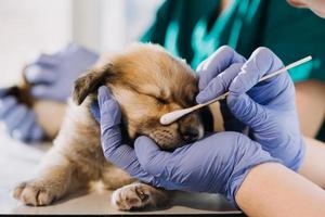 vérifier la respiration. vétérinaire masculin en uniforme de travail écoutant le souffle d'un petit chien avec un phonendoscope dans une clinique vétérinaire. concept de soins pour animaux de compagnie photo