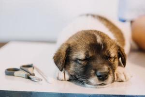 vérifier la respiration. vétérinaire masculin en uniforme de travail écoutant le souffle d'un petit chien avec un phonendoscope dans une clinique vétérinaire. concept de soins pour animaux de compagnie photo