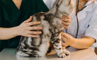 vérifier la respiration. vétérinaire masculin en uniforme de travail écoutant le souffle d'un petit chien avec un phonendoscope dans une clinique vétérinaire. concept de soins pour animaux de compagnie photo