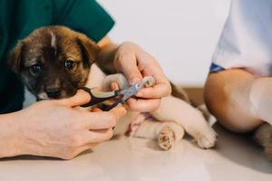 vérifier la respiration. vétérinaire masculin en uniforme de travail écoutant le souffle d'un petit chien avec un phonendoscope dans une clinique vétérinaire. concept de soins pour animaux de compagnie photo