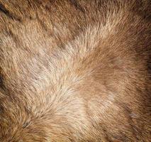 la nouvelle texture de fourrure de renne colorée. photo