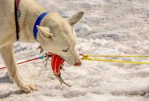 les huskies d'une équipe se reposent et mangent du poisson. péninsule du Kamtchatka photo