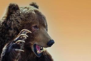 Taxidermie d'un ours brun du Kamtchatka sur fond blanc photo