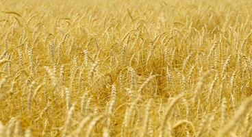 champ agricole jaune avec du blé mûr en gros plan photo