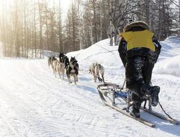 le musher se cachant derrière le traîneau à la course de chiens de traîneau sur la neige en hiver photo