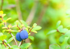 bleuets biologiques frais sur la brousse. fermer. photo