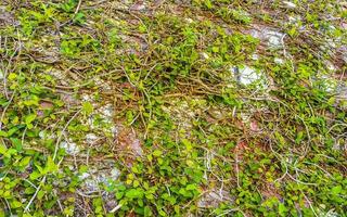 mur complètement rempli de plantes grimpantes tropicales au mexique. photo