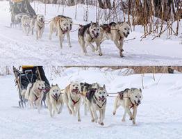 Course de chiens de traîneau sur la neige en hiver sur la péninsule du Kamtchatka photo