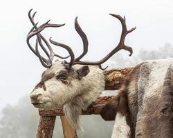 tête et peau d'un cerf du Nord exposées. fermer photo