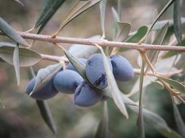 olives noires mûres et fraîches accrochées à une branche et entourées de feuillage photo