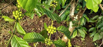 cerises de café robusta et arabica vertes dans le jardin. caféiers avec des cerises de café qui poussent en masse photo