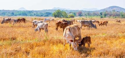 un troupeau de vaches brunes indigènes mangeant du foin dans une prairie rurale.troupeau de vaches paissent dans les prairies dans les paysages vallonnés et les prairies par temps clair. photo