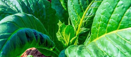 gros plan sur des cultures de grandes feuilles de tabac poussant dans un champ de plantation de tabac. fond de feuilles vertes de tabac tropical photo