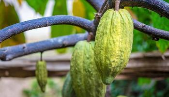 cabosses de cacao vertes crues qui poussent près de la maturité sur les cacaoyers photo