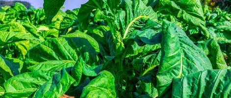 gros plan sur des cultures de grandes feuilles de tabac poussant dans un champ de plantation de tabac. fond de feuilles vertes de tabac tropical photo