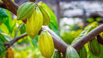 cabosses de cacao vertes crues qui poussent près de la maturité sur les cacaoyers photo