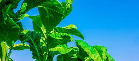 gros plan sur des cultures de grandes feuilles de tabac poussant dans un champ de plantation de tabac. fond de feuilles vertes de tabac tropical photo