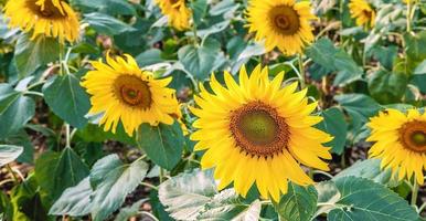 les champs de tournesol fleurissent magnifiquement contre la lumière dorée du matin.tournesols en fleurs dans un champ en été photo