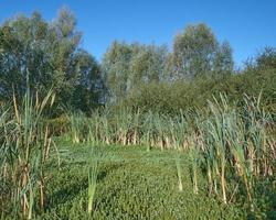 Réserve naturelle par nom bergische heideterrasse avec mare tail plant --hippus vulgaris-- dans bog,Allemagne photo