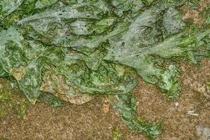 La laitue de mer --ulva lactuca--,mer des Wadden,mer du nord,Allemagne photo