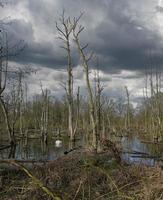 Étang avec des arbres morts près de brueggen, parc naturel maas-schwalm-nette, région du bas-rhin, allemagne photo