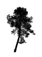 silhouette d'arbre pour pinceau sur fond blanc photo