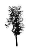 silhouette d'arbre pour pinceau sur fond blanc photo