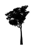 silhouette d'arbre pour pinceau sur fond blanc photo