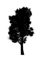 silhouette d'arbre pour pinceau sur fond blanc photo