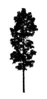 silhouette d'arbre pour pinceau sur fond blanc photo