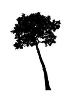 silhouette d'arbre pour pinceau sur fond blanc photo