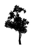 silhouette d'arbre pour pinceau sur fond blanc photo