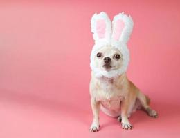 chien chihuahua à cheveux courts brun en bonne santé, portant un costume d'oreilles de lapin assis sur fond rose, regardant la caméra, isolé. costume de pâques pour animaux de compagnie et lapin année 2023. photo