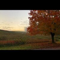 arbre d'automne rural photo