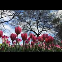 tulipes dans le jardin photo