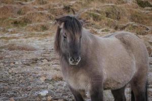 cheval islandais gris photo