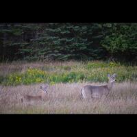 cerf dans le champ photo