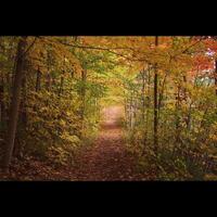 sentier en automne photo