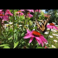 papillon sur fleur photo