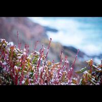 givre sur les plantes au bord de l'océan photo