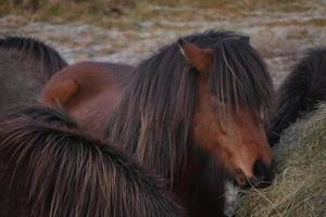 cheval islandais marron photo