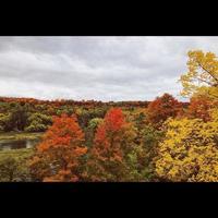 arbres de couleur d'automne photo