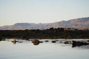 phoques prenant un bain de soleil en islande photo