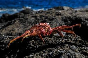 crabe orange sur les rochers photo